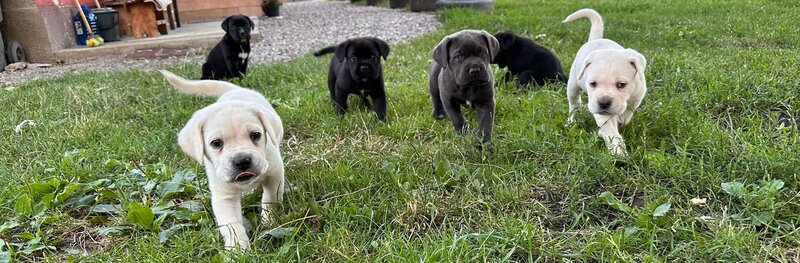 Pui Cane Corso