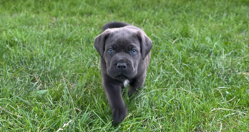 Pui Cane Corso