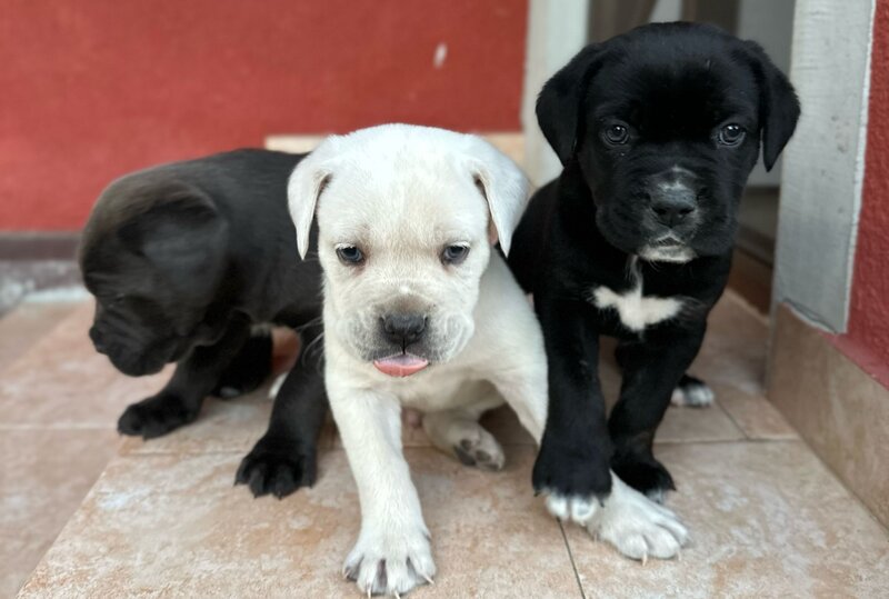 Pui Cane Corso