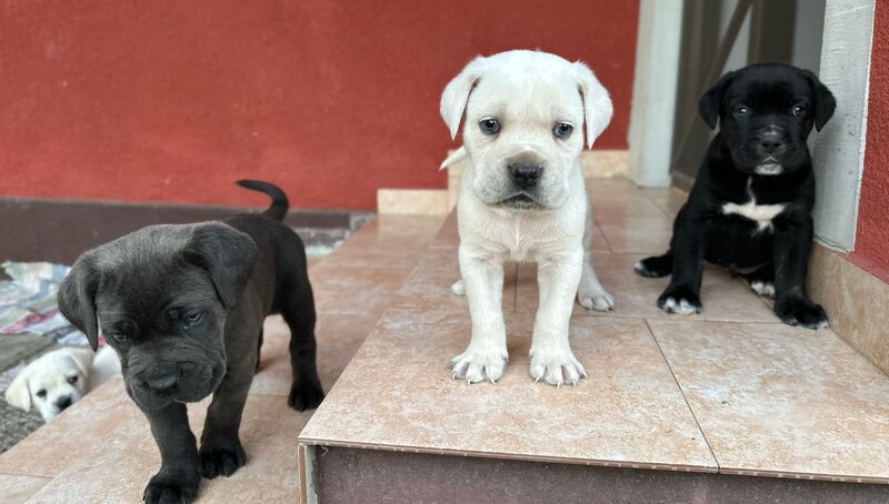 Pui Cane Corso