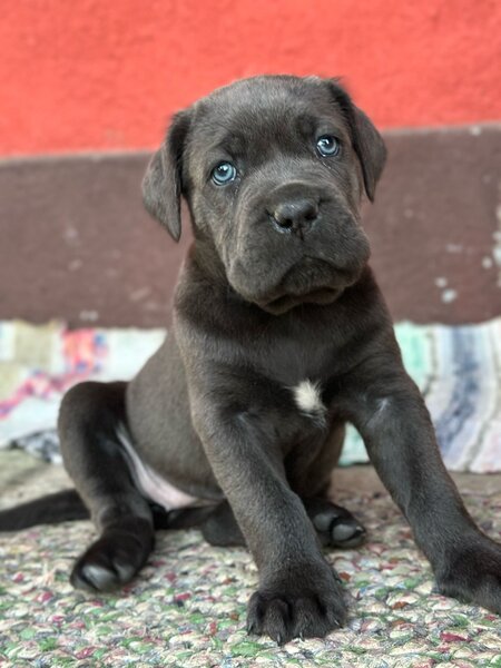 Pui Cane Corso