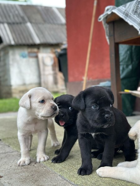 Pui Cane Corso