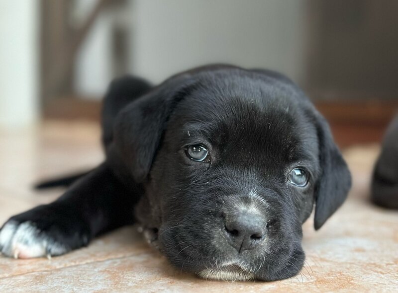 Pui Cane Corso