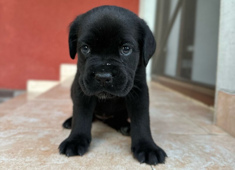 Pui Cane Corso