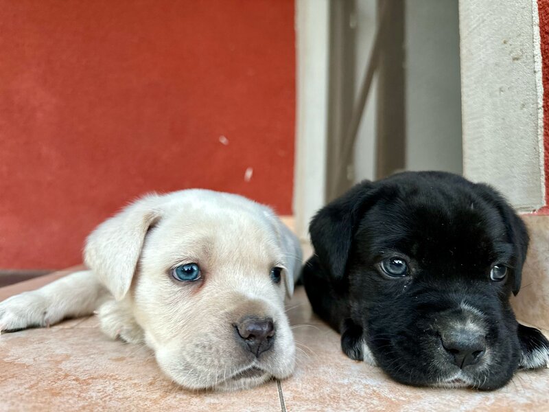 Pui Cane Corso