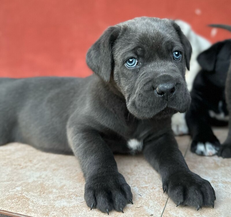 Pui Cane Corso